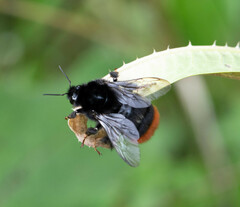 Bombus lapidarius