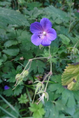 Geranium pratense