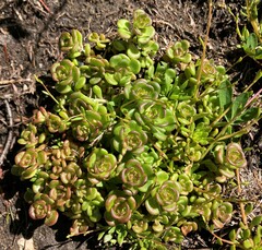 Sedum oreganum