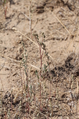 Atriplex pungens