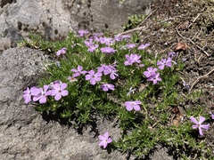 Phlox diffusa