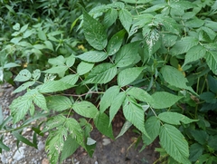 Rubus