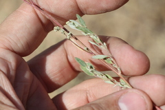 Atriplex pungens