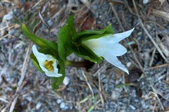 Trillium ovatum
