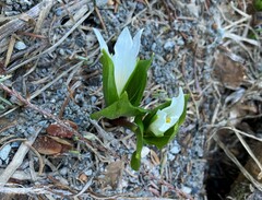 Trillium ovatum