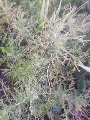 Artemisia sieversiana