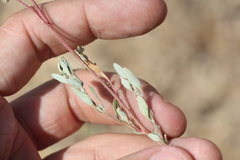 Atriplex pungens