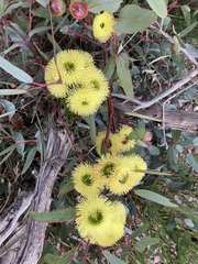 Eucalyptus preissiana
