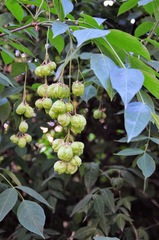 Staphylea pinnata