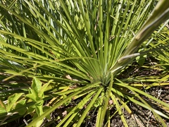 Xerophyllum tenax