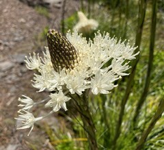 Xerophyllum tenax