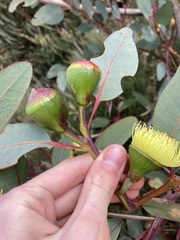 Eucalyptus preissiana