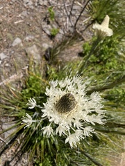 Xerophyllum tenax