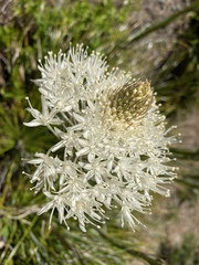 Xerophyllum tenax