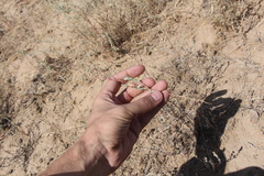 Atriplex pungens