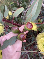 Eucalyptus preissiana