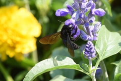 Xylocopa tranquebarorum