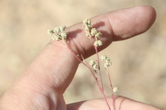 Atriplex pungens