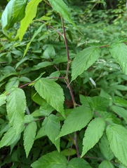 Rubus