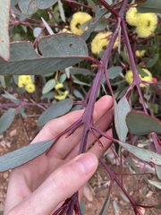 Eucalyptus preissiana