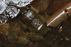 Limnonectes fujianensis