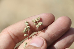 Atriplex pungens
