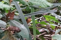 Crateroscelis murina