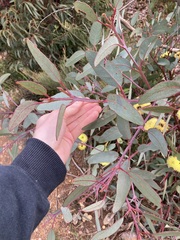 Eucalyptus preissiana