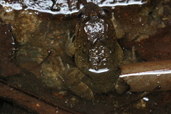 Limnonectes fujianensis