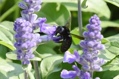 Xylocopa tranquebarorum