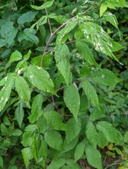 Rubus
