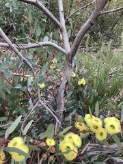 Eucalyptus preissiana