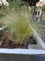Nassella tenuissima
