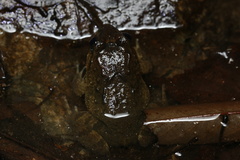Limnonectes fujianensis