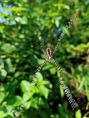 Argiope aemula