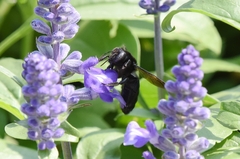 Xylocopa tranquebarorum