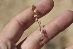 Atriplex pungens
