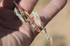 Atriplex pungens