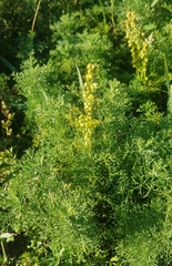 Artemisia adamsii