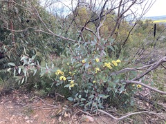 Eucalyptus preissiana