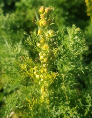 Artemisia adamsii