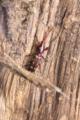 Baryrhynchus