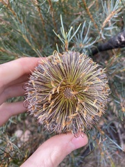 Banksia sphaerocarpa