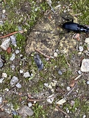 Pterostichus melanarius