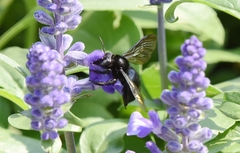Xylocopa tranquebarorum