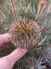 Banksia sphaerocarpa