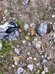 Pterostichus melanarius