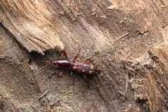 Baryrhynchus