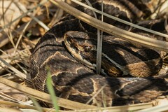 Bothrops alternatus