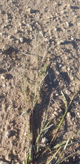 Eragrostis minor
